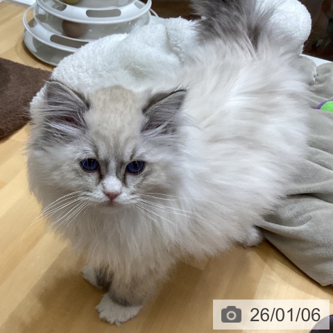 香川県のラグドール (ペットプラス 綾川店/2025年10月18日生まれ/女の子/シールリンクスポイントミテッド)の子猫の3枚目の画像