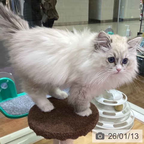 香川県のラグドール (ペットプラス 綾川店/2025年10月18日生まれ/女の子/シールリンクスポイントミテッド)の子猫の4枚目の画像