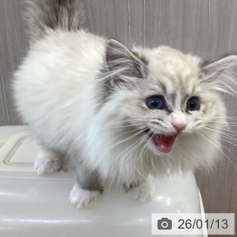 香川県のラグドール (ペットプラス 綾川店/2025年10月18日生まれ/女の子/シールリンクスポイントミテッド)の子猫の4枚目の画像