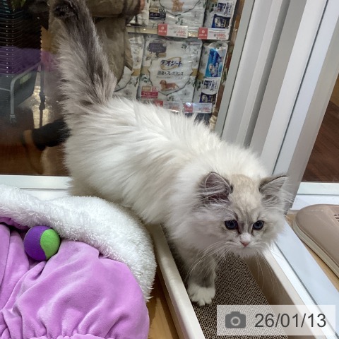 香川県のラグドール (ペットプラス 綾川店/2025年10月18日生まれ/女の子/シールリンクスポイントミテッド)の子猫の3枚目の画像