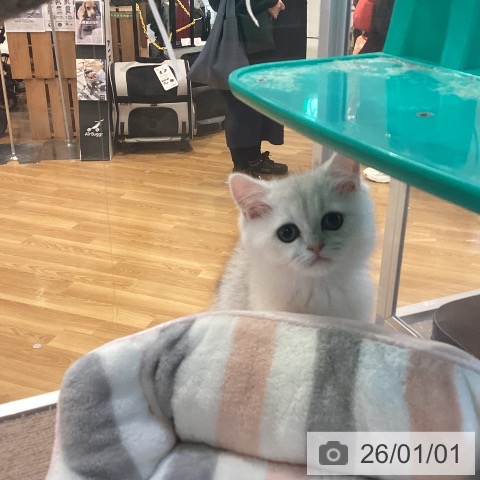 京都府のブリティッシュショートヘアー (ペットプラス イオンモールKYOTO店/2025年10月22日生まれ/男の子/シールゴールデンチンチラポイント)の子猫の4枚目の画像