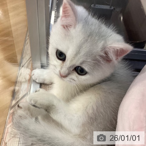 京都府のブリティッシュショートヘアー (ペットプラス イオンモールKYOTO店/2025年10月22日生まれ/男の子/シールゴールデンチンチラポイント)の子猫の3枚目の画像