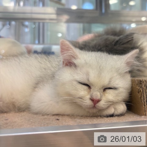 京都府のブリティッシュショートヘアー (ペットプラス イオンモールKYOTO店/2025年10月22日生まれ/男の子/シールゴールデンチンチラポイント)の子猫の3枚目の画像