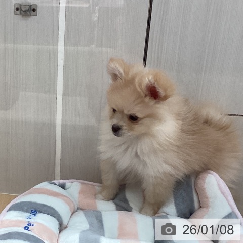 新潟県のポメラニアン (ペットプラス 新潟青山店/2025年10月28日生まれ/女の子/クリーム)の子犬の4枚目の画像