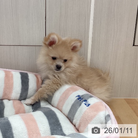 新潟県のポメラニアン (ペットプラス 新潟青山店/2025年10月28日生まれ/女の子/クリーム)の子犬の4枚目の画像