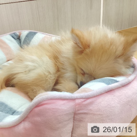 新潟県のポメラニアン (ペットプラス 新潟青山店/2025年10月28日生まれ/女の子/クリーム)の子犬の4枚目の画像