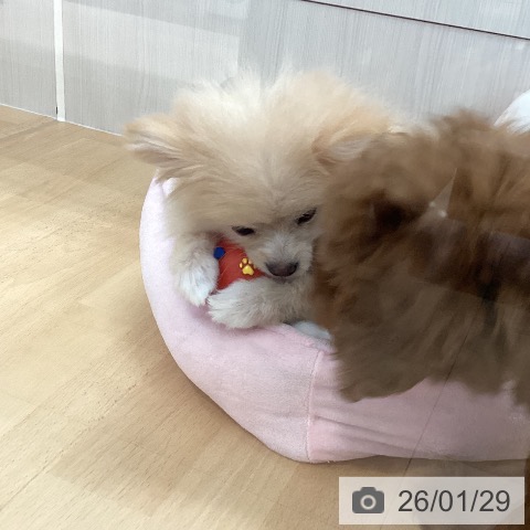 新潟県のポメラニアン (ペットプラス 新潟青山店/2025年10月28日生まれ/女の子/クリーム)の子犬の4枚目の画像