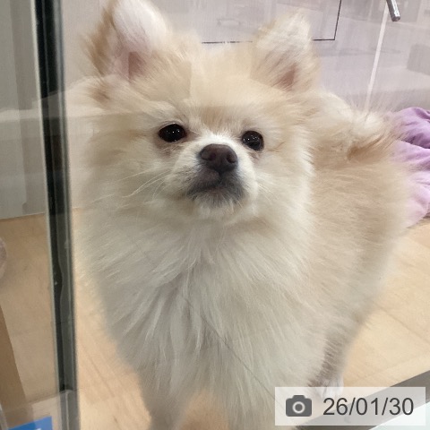 新潟県のポメラニアン (ペットプラス 新潟青山店/2025年10月28日生まれ/女の子/クリーム)の子犬の4枚目の画像