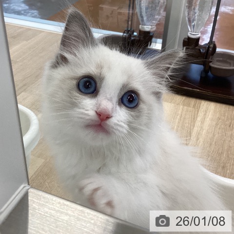 愛媛県のラグドール (ペットプラス 新居浜店/2025年10月23日生まれ/男の子/ブルーポイントバイカラー)の子猫の4枚目の画像