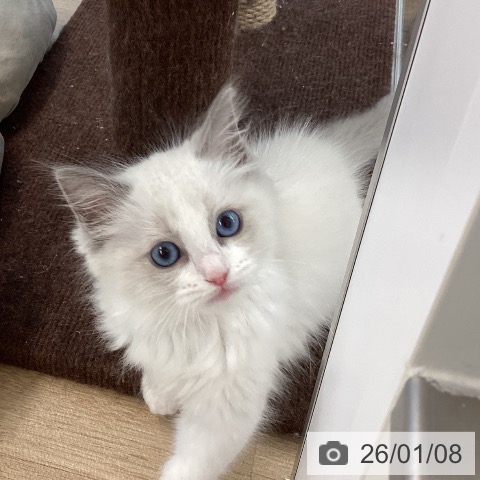 愛媛県のラグドール (ペットプラス 新居浜店/2025年10月23日生まれ/男の子/ブルーポイントバイカラー)の子猫の3枚目の画像