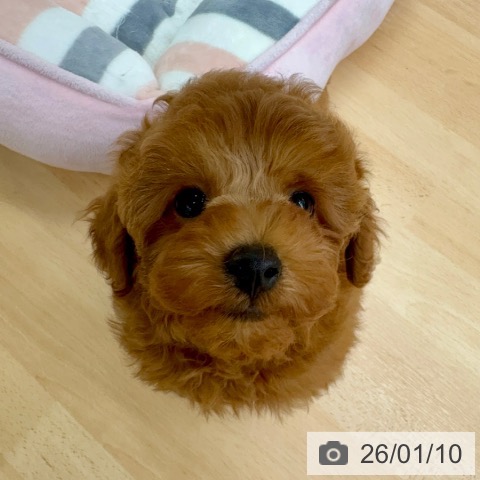 トイ・プードルの写真