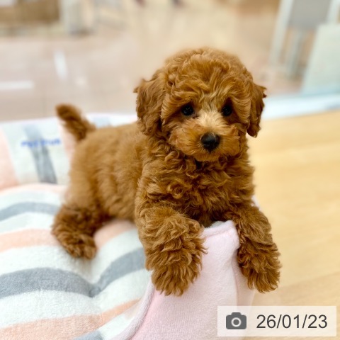 トイ・プードルの写真