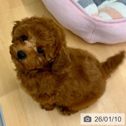 京都府のトイプードル(トイ) (ペットプラス 醍醐店/2025年10月28日生まれ/男の子/レッドフォーン)の子犬の4枚目の画像