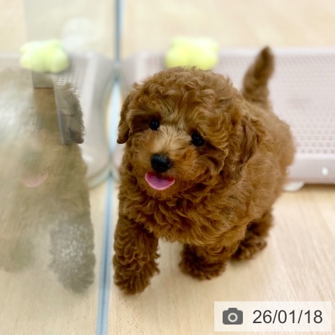 京都府のトイプードル(トイ) (ペットプラス 醍醐店/2025年10月28日生まれ/男の子/レッドフォーン)の子犬の3枚目の画像