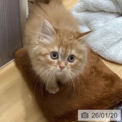 香川県のラガマフィン (ペットプラス 綾川店/2025年10月28日生まれ/女の子/レッドタビー)の子猫の4枚目の画像