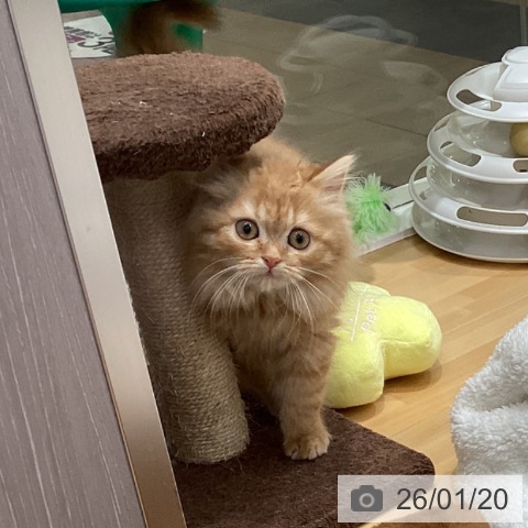 香川県のラガマフィン (ペットプラス 綾川店/2025年10月28日生まれ/女の子/レッドタビー)の子猫の3枚目の画像