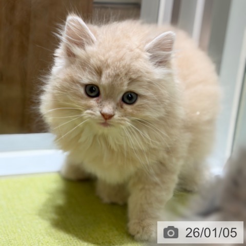 京都府のラガマフィン (ペットプラス 京都桂川店/2025年10月28日生まれ/男の子/クリームタビー)の子猫の3枚目の画像