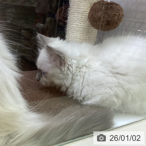 香川県のラグドール (ペットプラス 高松店/2025年10月20日生まれ/女の子/ブルーポイントミテッド)の子猫の3枚目の画像