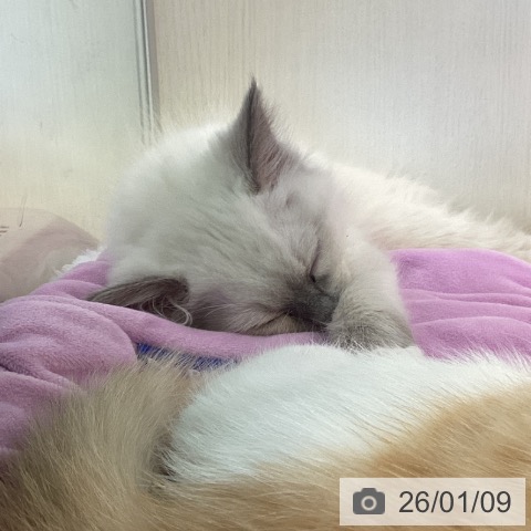 香川県のラグドール (ペットプラス 高松店/2025年10月20日生まれ/女の子/ブルーポイントミテッド)の子猫の3枚目の画像