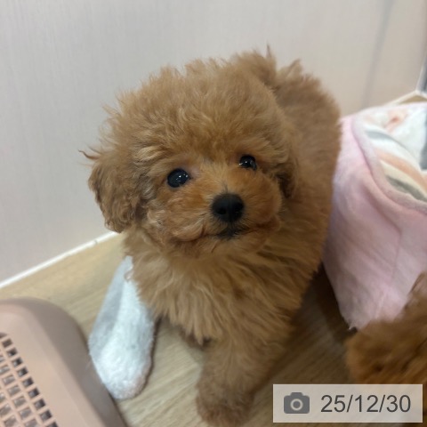 京都府のトイプードル(トイ) (ペットプラス イオンモールKYOTO店/2025年10月28日生まれ/男の子/レッドフォーン)の子犬の4枚目の画像