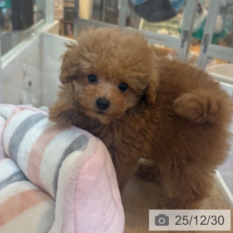 京都府のトイプードル(トイ) (ペットプラス イオンモールKYOTO店/2025年10月28日生まれ/男の子/レッドフォーン)の子犬の3枚目の画像