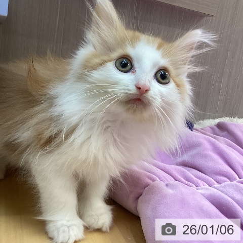 徳島県のノルウェージャンフォレストキャット (ペットプラス 徳島店/2025年10月27日生まれ/男の子/レッドタビーホワイト)の子猫の4枚目の画像