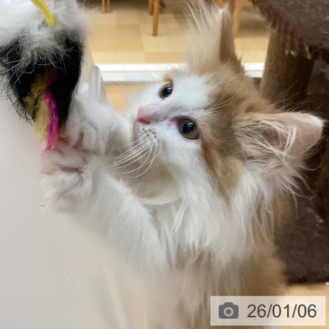 徳島県のノルウェージャンフォレストキャット (ペットプラス 徳島店/2025年10月27日生まれ/男の子/レッドタビーホワイト)の子猫の3枚目の画像