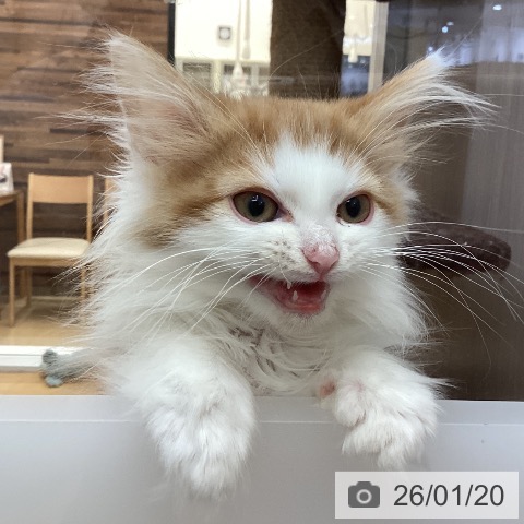 徳島県のノルウェージャンフォレストキャット (ペットプラス 徳島店/2025年10月27日生まれ/男の子/レッドタビーホワイト)の子猫の3枚目の画像