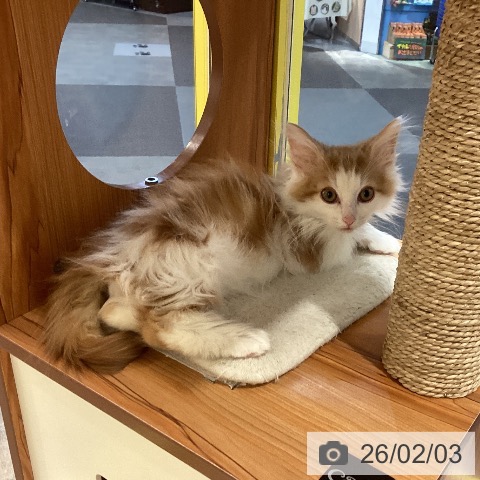 岡山県のノルウェージャンフォレストキャット (ペットプラス 岡山店/2025年10月27日生まれ/男の子/レッドタビーホワイト)の子猫の4枚目の画像