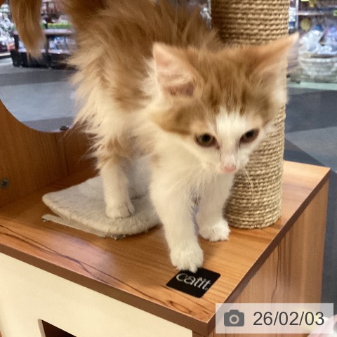 岡山県のノルウェージャンフォレストキャット (ペットプラス 岡山店/2025年10月27日生まれ/男の子/レッドタビーホワイト)の子猫の3枚目の画像