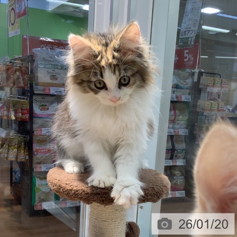 大阪府のノルウェージャンフォレストキャット (ペットプラス りんくう泉南店/2025年10月20日生まれ/女の子/ブラウンパッチドタビーホワイト)の子猫の4枚目の画像