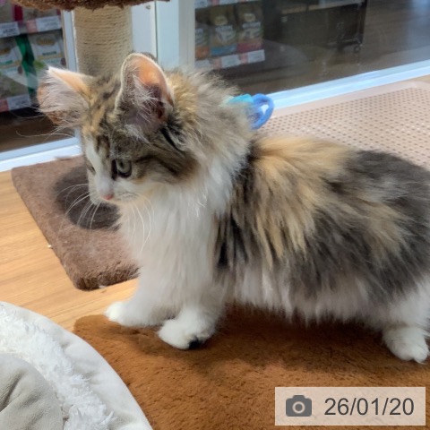 大阪府のノルウェージャンフォレストキャット (ペットプラス りんくう泉南店/2025年10月20日生まれ/女の子/ブラウンパッチドタビーホワイト)の子猫の3枚目の画像