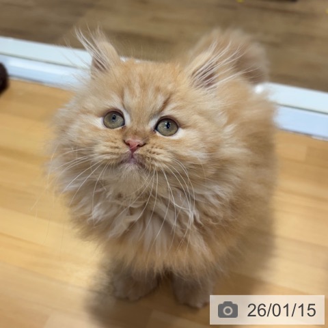 ミヌエットの写真