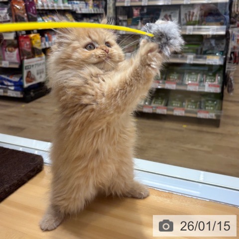 大阪府のミヌエット (ペットプラス 堺鉄砲町店/2025年10月28日生まれ/男の子/レッドタビー)の子猫の4枚目の画像