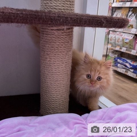 ミヌエットの写真