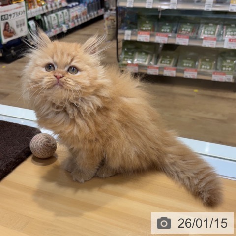 大阪府のミヌエット (ペットプラス 堺鉄砲町店/2025年10月28日生まれ/男の子/レッドタビー)の子猫の3枚目の画像