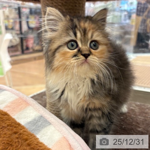 大阪府のミヌエット (ペットプラス 大阪ドームシティ店/2025年10月28日生まれ/女の子/ブラウンパッチドタビーホワイト)の子猫の4枚目の画像