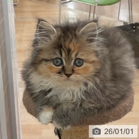 大阪府のミヌエット (ペットプラス 大阪ドームシティ店/2025年10月28日生まれ/女の子/ブラウンパッチドタビーホワイト)の子猫の3枚目の画像