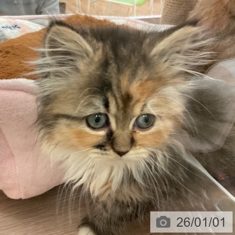 大阪府のミヌエット (ペットプラス 大阪ドームシティ店/2025年10月28日生まれ/女の子/ブラウンパッチドタビーホワイト)の子猫の3枚目の画像