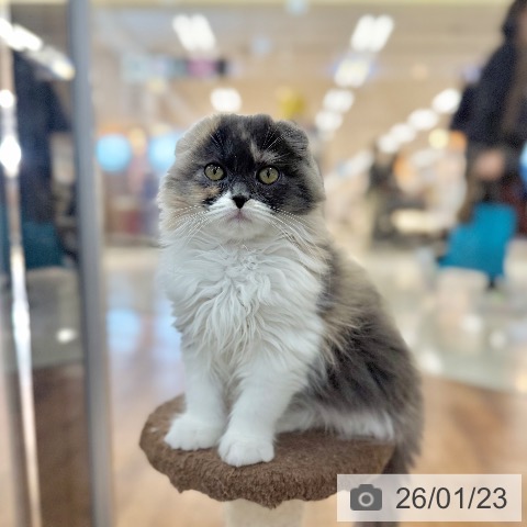 京都府のスコティッシュフォールド (ペットプラス 久御山店/2025年10月20日生まれ/女の子/ブルーパッチドタビーホワイト)の子猫の3枚目の画像