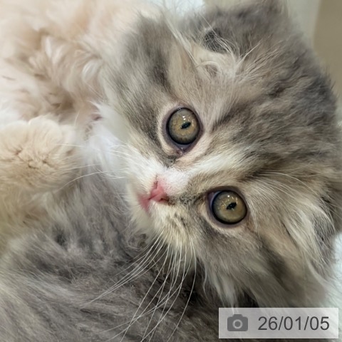 京都府のスコティッシュフォールド (ペットプラス 京都桂川店/2025年10月5日生まれ/女の子/ブルーパッチドタビー)の子猫の3枚目の画像