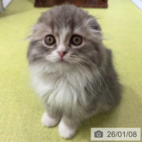 京都府のスコティッシュフォールド (ペットプラス 京都桂川店/2025年10月5日生まれ/女の子/ブルーパッチドタビー)の子猫の4枚目の画像