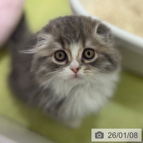 京都府のスコティッシュフォールド (ペットプラス 京都桂川店/2025年10月5日生まれ/女の子/ブルーパッチドタビー)の子猫の3枚目の画像