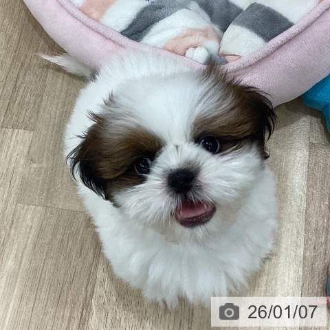 新潟県のシーズー (ペットプラス 新潟南店/2025年10月28日生まれ/男の子/ホワイトゴールド)の子犬の4枚目の画像