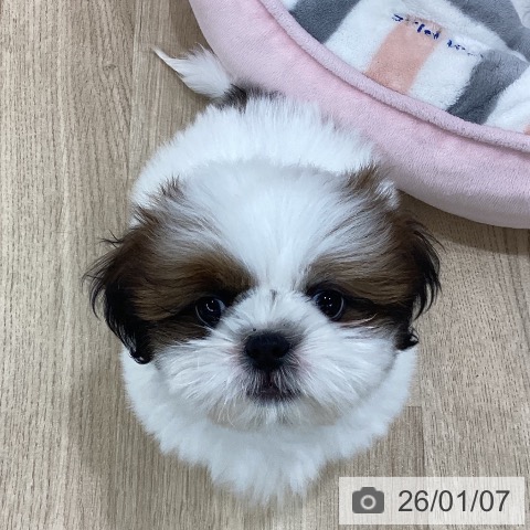 新潟県のシーズー (ペットプラス 新潟南店/2025年10月28日生まれ/男の子/ホワイトゴールド)の子犬の3枚目の画像