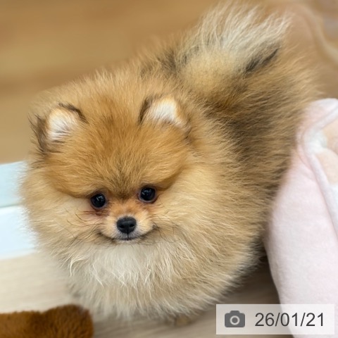 京都府のポメラニアン (ペットプラス 京都桂川店/2025年10月28日生まれ/女の子/オレンジ)の子犬の4枚目の画像