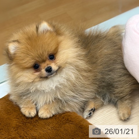 京都府のポメラニアン (ペットプラス 京都桂川店/2025年10月28日生まれ/女の子/オレンジ)の子犬の3枚目の画像