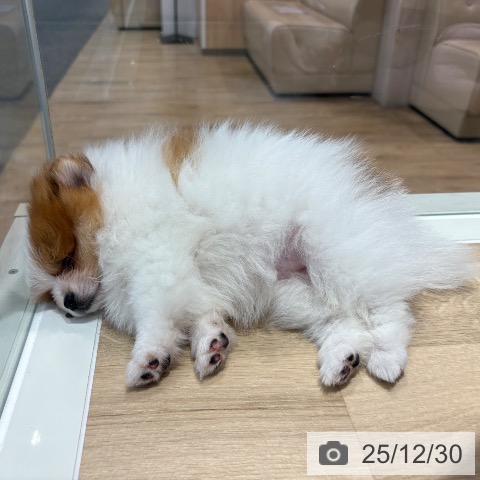 大阪府のポメラニアン (ペットプラス イオン大日店/2025年10月28日生まれ/女の子/パーティーカラー)の子犬の4枚目の画像