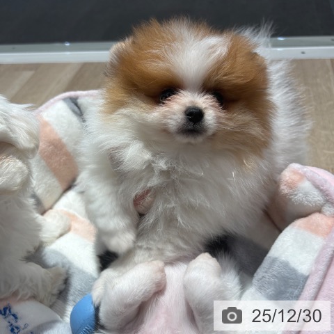 大阪府のポメラニアン (ペットプラス イオン大日店/2025年10月28日生まれ/女の子/パーティーカラー)の子犬の3枚目の画像