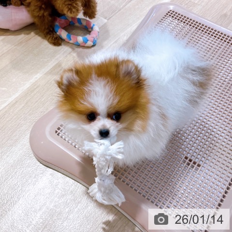 大阪府のポメラニアン (ペットプラス イオン大日店/2025年10月28日生まれ/女の子/パーティーカラー)の子犬の4枚目の画像